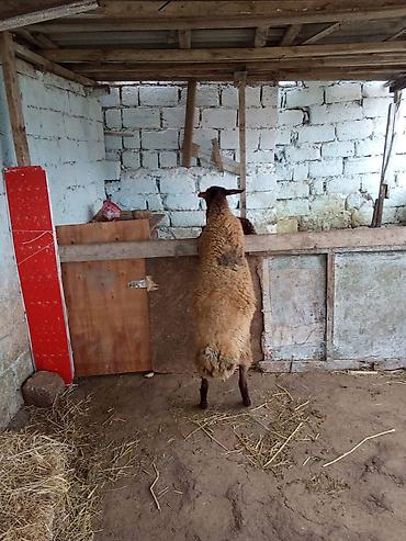 quzu qiyməti: Dişi quzu satılır istəyən olsa yazsın videosunu atım baxın real — 1