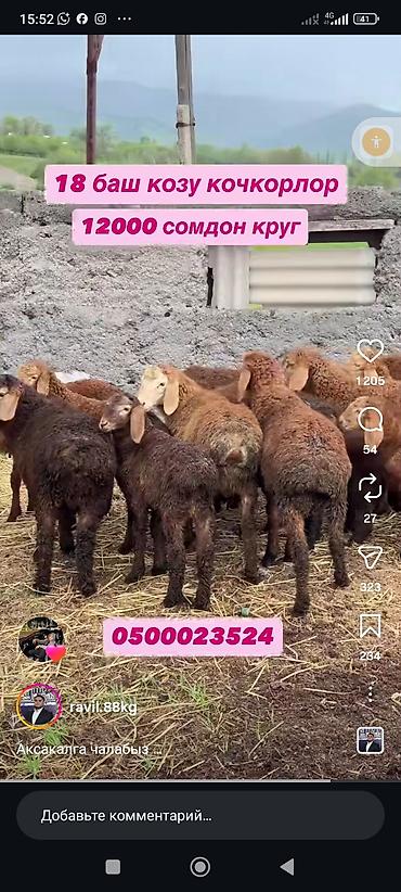 ош ат: Сарай арендага алабыз — 2