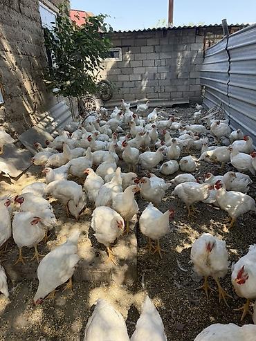 собака щенки: Продаю | Куры | Бройлерная | На забой — 1
