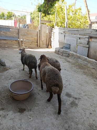 qoyun quzu nece yazilir: Salam erkek quzu saqlam yeyimcil qurbanliqa yarayan heyvanlardi