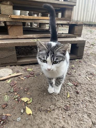 Отдам даром кошку: Кошка даром: Беспородная, 4 месяца, Девочка, Приучена к лотку — 5
