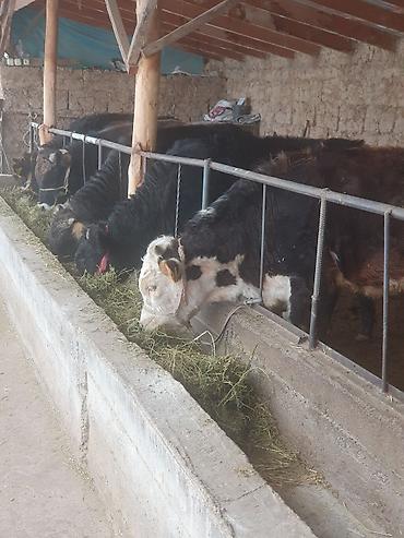 Коровы, быки: Продаю | Бык (самец) — 10