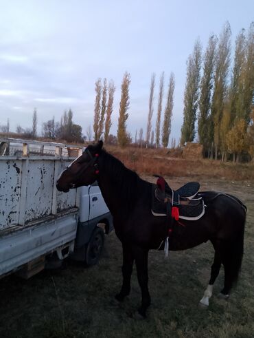 продам домик для кошки: Продаю | Жеребец | Кара Жорго | Для разведения, Рабочий | Осеменитель