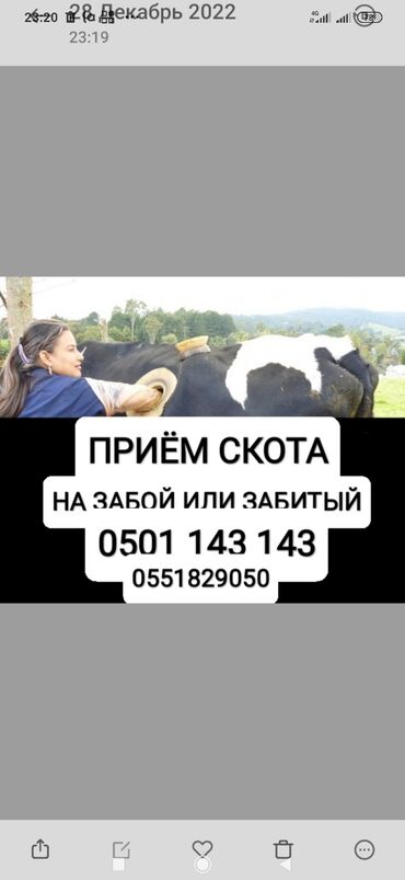 высокоудойные коровы в кыргызстане: Куплю | Коровы, быки, Лошади, кони | Круглосуточно, Любое состояние, Забитый