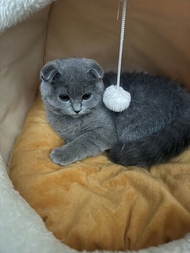 Pişiklər: Şotland, Dişi, Yaxşı əllərə — 5