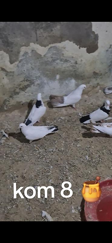 gence quşlar: Salam olsun hər kəsə 15 dənə tutulmadı kom sonu 8 manatdan Hövsanda — 5