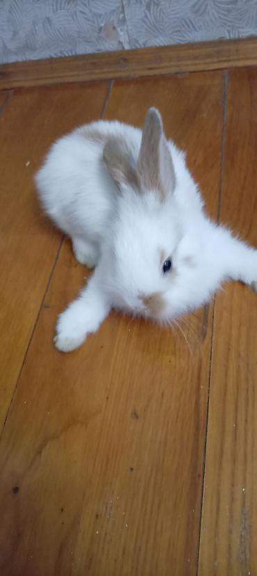 большая клетка для кролика: Mini lop dovşan balası satılır. 15 azn — 4