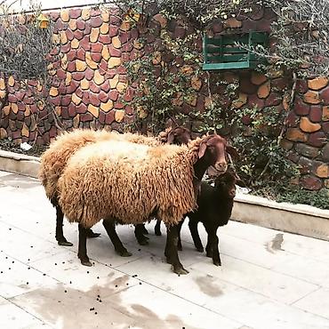 Qoyunlar, qoçlar: Qoyun və quzu dəsti - Növ: Yerli ətlik/yunlu qoyunlar - Tərkib: 2 ana — 8