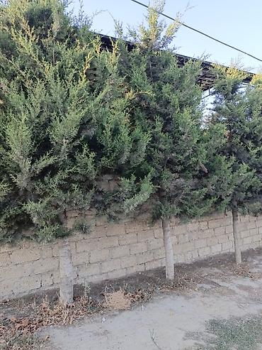 puste agaci: Salam cavan yolka agajdaridi bir 50 manatdan kim istese elaqe saxlaya — 4