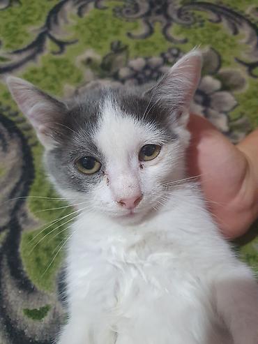 отдам даром котенка бишкек: Котята в добрые руки бесплатно. Очень ласковые и дружелюбные котята — 5