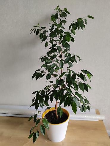 фикус бенжамин: Фикус Бенджамина в горшке - Вид: Ficus benjamina (комнатное — 1