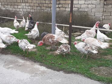 Hinduşka: Salam Hinduşkalar diri çəkisi --- erkəklər 12 manat, Dişilər 15 manat — 4