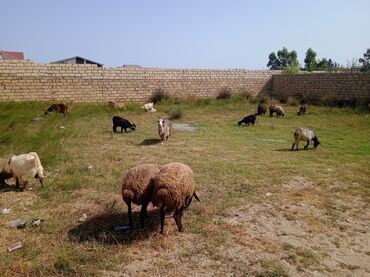 Gəmiricilər: Dişi, il: 1, 30 kq, Damazlıq