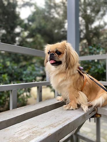 avcarka itləri: Pekines — 1