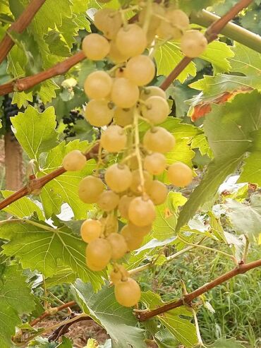 Şitillər: Üzüm tingləri – müxtəlif süfrə sortları Təsvir: - Seçmə süfrə üzüm — 13