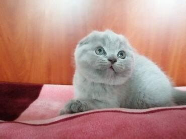 персидский кот цена: Продаются Шотландские вислоухие плюшевые котятки