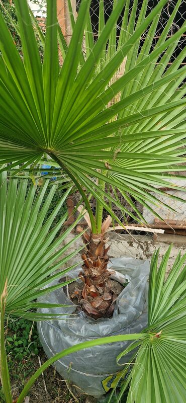 Ağaclar: Vaşınqton palma ağacları satılır qiymətlər palmaya görə dəyişir 10 -da lalafo.az — 12 Ağaclar: Vaşınqton palma ağacları satılır qiymətlər palmaya görə dəyişir 10 — 12