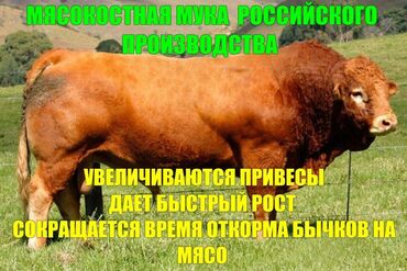 nissan skyline gtr r34 цена в Кыргызстан | NISSAN: Мясокостная мука россия - для набора веса крупно рогатого и мелко