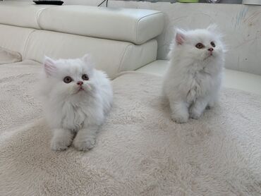61 oglasa | lalafo.rs: Persijski mačići starosti dva meseca Jedu čvrstu hranu, naučeni na