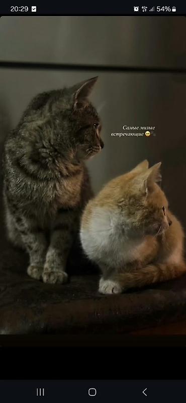 кошка балыкчы: 9 месяцев, Мальчик — 1