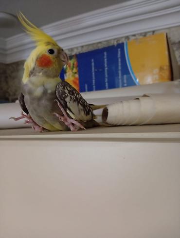 touz quşu: Nimfa (Cockatiel) quşları – qəfəs ilə birlikdə - Say: 5 ədəd nimfa - — 4