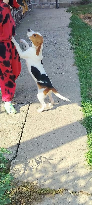 mali psići na poklon: Na prodaju,Rasa: beagle (trobojni) stara godinu dana,primila sve tri — 2