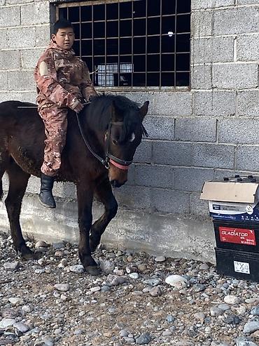 Лошади, кони: Продаю | Жеребенок | Для разведения — 7