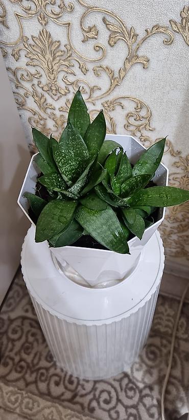 хавортия: Сансевиерия хавортиевидная (Sansevieria hahnii), также известна как — 4