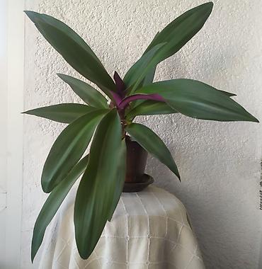 boxes: "Mojsijeva kolevka" Tradescantia spathacea - 50 cm Prodaje se biljka — 1