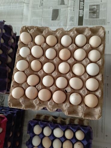 yumurta satışı: 1ededi 0.25qepiye kent yumurtası