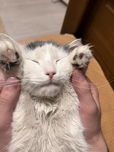 кошачий дом: 2 жаш, Эркек, Лотокко барууга үйрөтүлгөн, Курттардан тазаланган