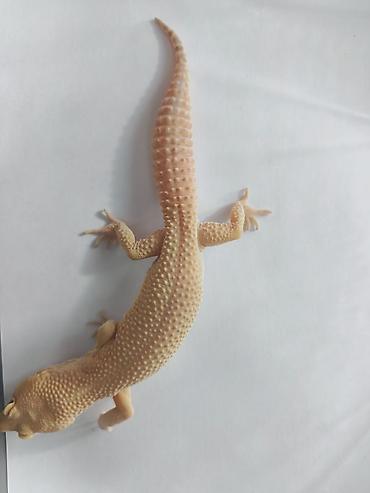 Зоотовары: Леопардовые гекконы (Eublepharis macularius) редких морф Элитный — 14