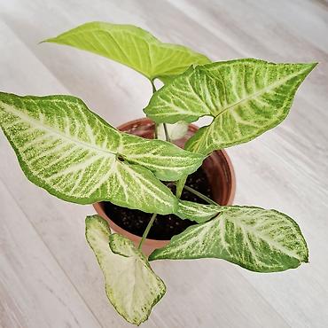 Сингониумы: Сингониум вариегатный (Syngonium podophyllum). Декоративно-лиственное — 1