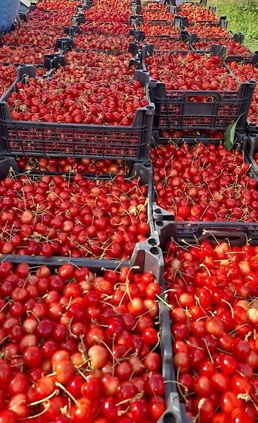 quba: 2500 sot, Kənd təsərrüfatı, Kupça (Çıxarış) — 7