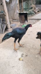 в связи с переездом отдам попугая жако в добрые руки: Дакан чөжө короз