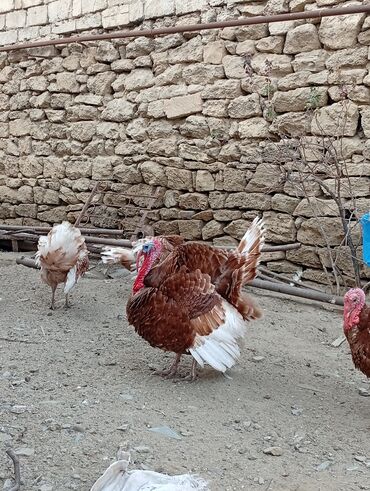 Hinduşka: Qırmızı kanada Hinduşka balalarının satışı başlayıb hər həftə olacaq — 6