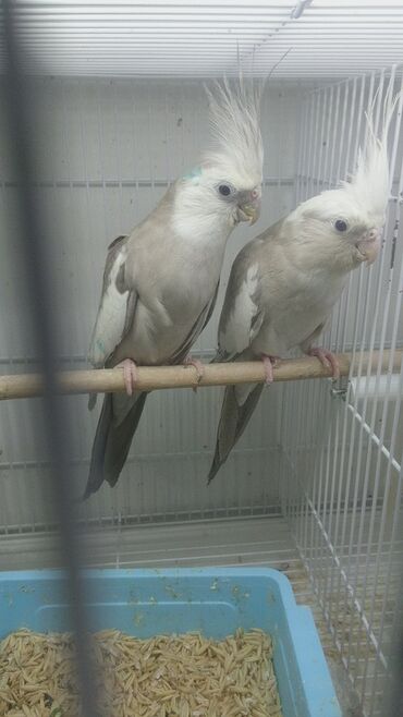 Tutuquşları: Yanaqsız karellalar cüt 250 - 370 azn — 7