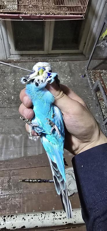 Птицы: Попугаи: Ожереловые (экзоты), Неразлучники и Волнистые ​Описание — 8