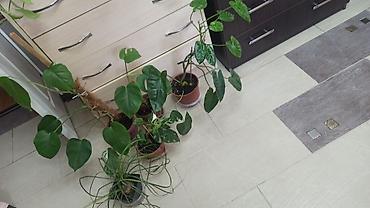 Комнатные цветы, в связи с выездом, любой 350с. Цена окончательная at lalafo.kg Комнатные цветы, в связи с выездом, любой 350с. Цена окончательная