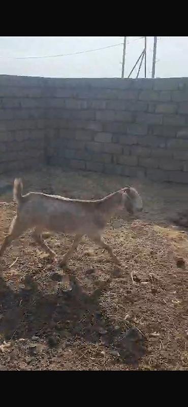 keci heyvan: Keçilər satılır 11 baş heyvandır maraqlanan əlaqə saxlaya bilər — 10