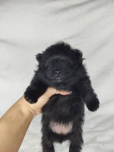 Шпиц, 1 месяц, Самка, С прививкой