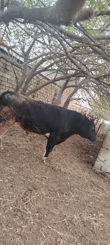 Inəklər, öküzlər: Məhsul: Qara rəngdə, qısahornlu erkək mal (öküz/buğa) Xüsusiyyətlər -da lalafo.az — 6 Inəklər, öküzlər: Məhsul: Qara rəngdə, qısahornlu erkək mal (öküz/buğa) Xüsusiyyətlər — 6