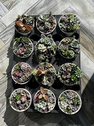 Другой декор и предметы интерьера: Продаю суккуленты: эхеверии, седумы, крассулы, эониумы алоэ — 6