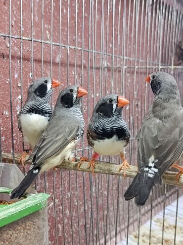 Amadinlər: Amadin quslari saglam ve hazir quslardir. cüt veya tek satilir. qiymet — 2