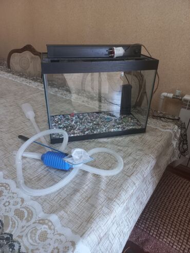 Akvariumlar: Akvarum satılır 40 selqiledir lazim üçün fso — 5