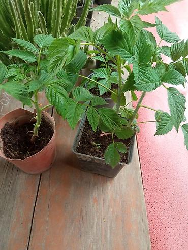 Малина: Малина ремонтантная (сорт — 6