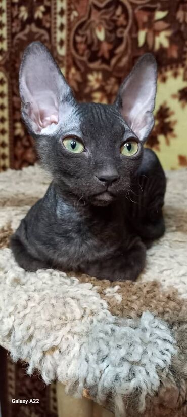 коты сфинксы: Продаётся котёнок донского сфинкса, девочка "велюр," чёрного цвета