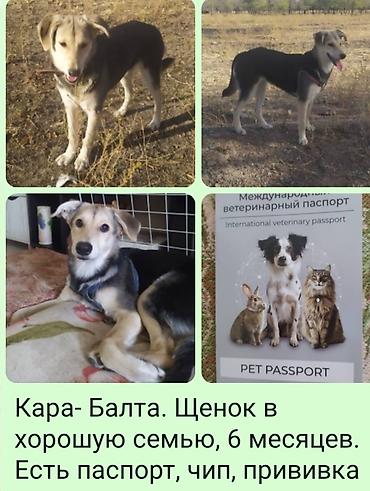 собаки самки: Щенок, 6 месяцев, активный и дружелюбный. Окрас черно-бежевый — 1