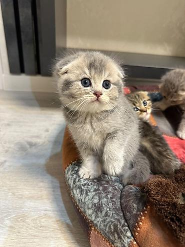 Кошки: Британская вислоухая — 5