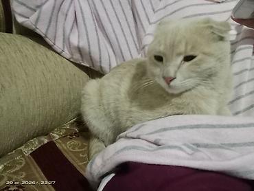британские кошки: Найдена : Скотиш Фолд (Шотландская вислоухая), Мальчик — 5